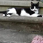 Blossom Hill Agroturystyka Lecze