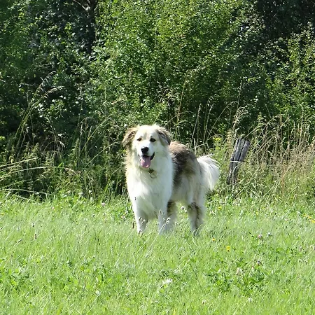 Lägenhet Blossom Hill *