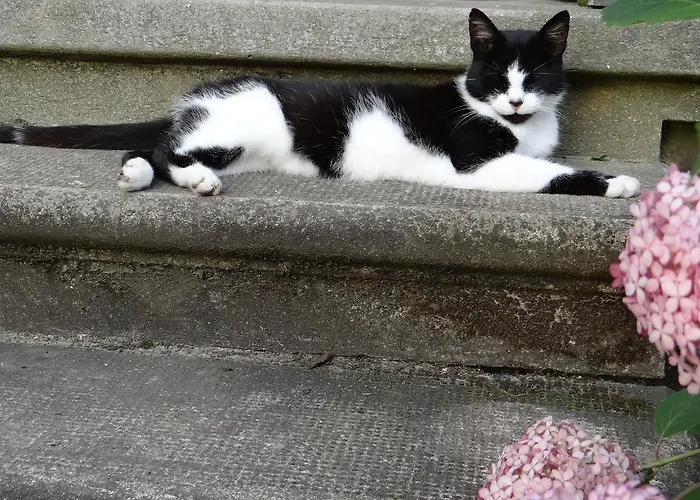 Blossom Hill Agroturystyka Lecze