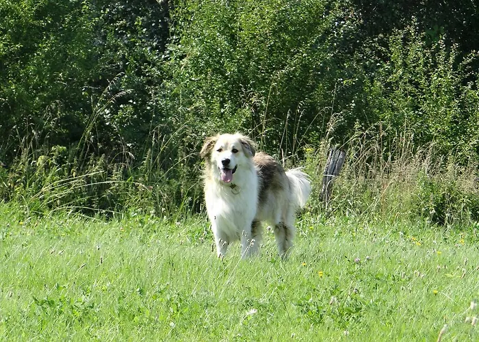 Alojamento de Turismo Rural Blossom Hill Agroturystyka *